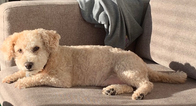 Meli the wonder Poodle/Bichon